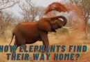 Angry Elephant in the wild
