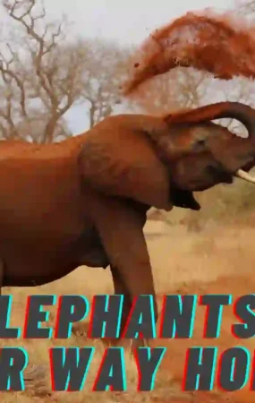 Angry Elephant in the wild