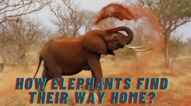Angry Elephant in the wild