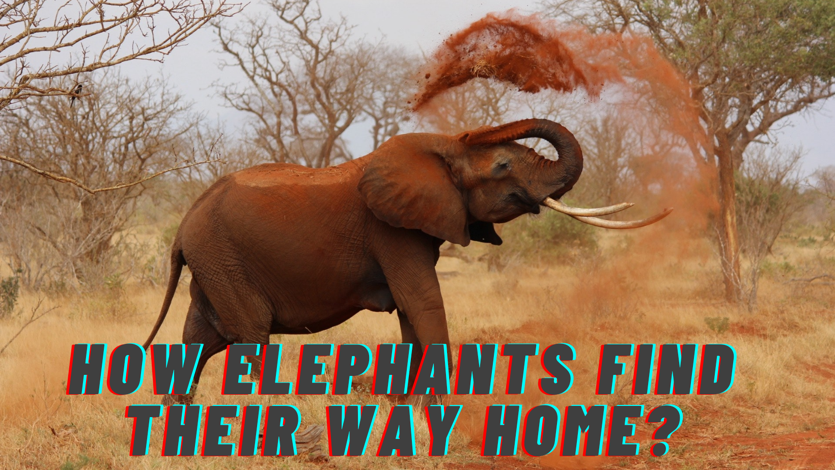How Elephants Find Their Way Home?